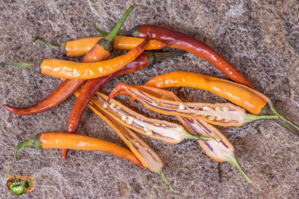 BUENA MULATA – Image 5