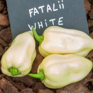 fatali white 27 août 2017 2 2 2