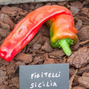 figitelli sicilia 27 août 2017 4 2 2