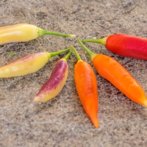 AJI CHALLUARURO