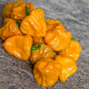 YELLOW MUSHROOM
