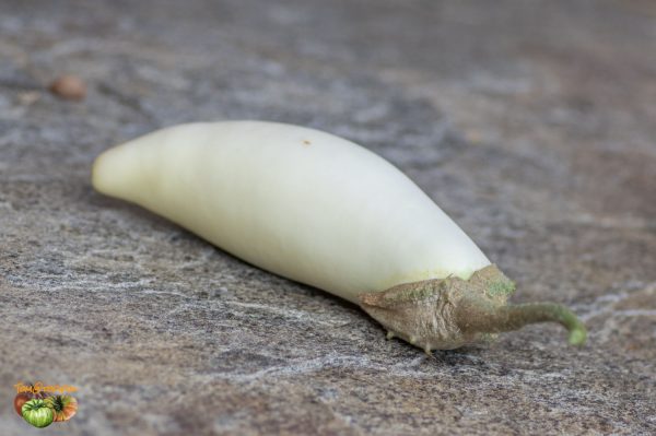 CHINESE WHITE SWORD
