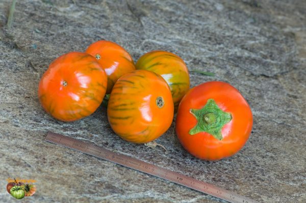 BRAZILIAN OVAL ORANGE – Image 3
