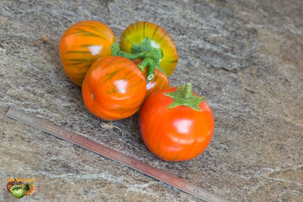 BRAZILIAN OVAL ORANGE