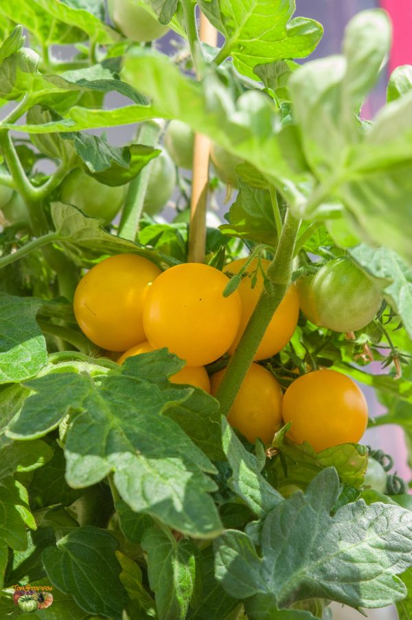BALCONY YELLOW – Image 6