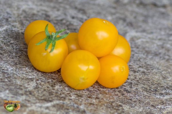 BALCONY YELLOW – Image 3