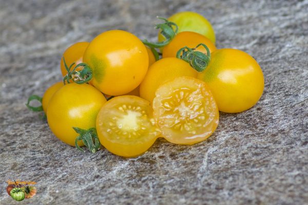 BALCONY YELLOW – Image 4