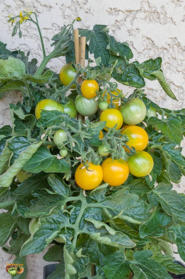 BALCONY YELLOW – Image 5