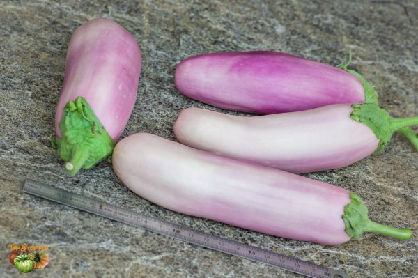 KASHMIRI BRINJAL – Image 3