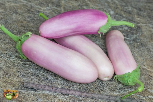 KASHMIRI BRINJAL – Image 4