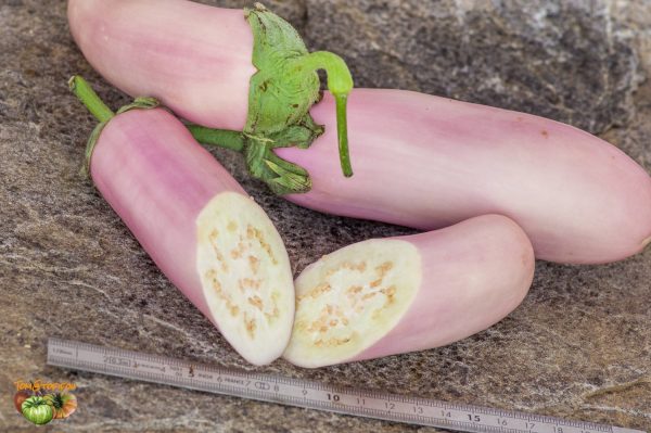 KASHMIRI BRINJAL – Image 2