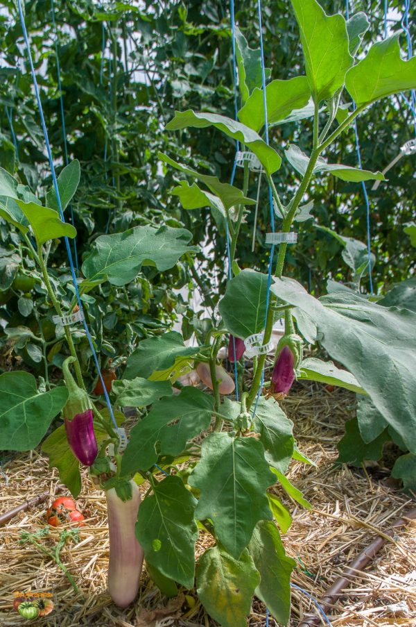 KASHMIRI BRINJAL – Image 5