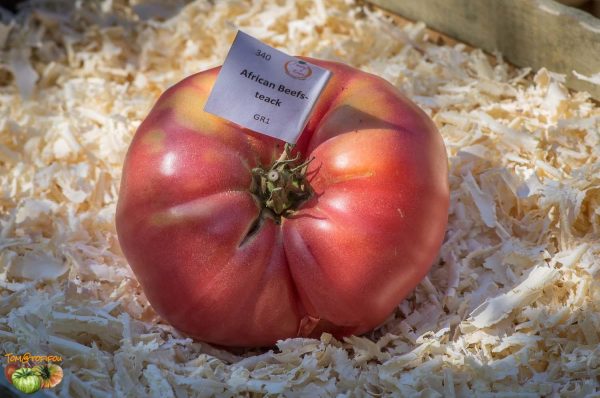 african beefsteak 23 août 2015