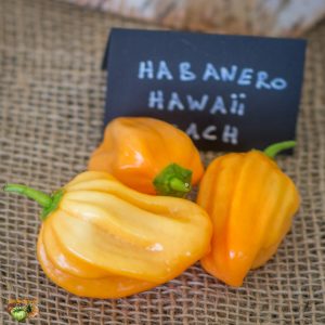 habanero hawaÏ