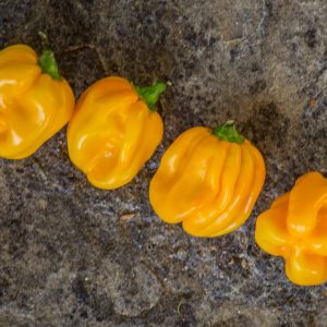 west indian yellow habanero