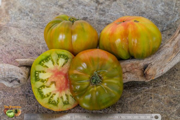 copia pomme f6