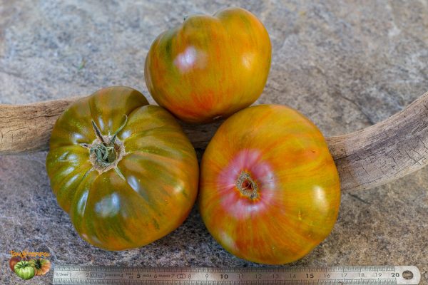 copia pomme f6