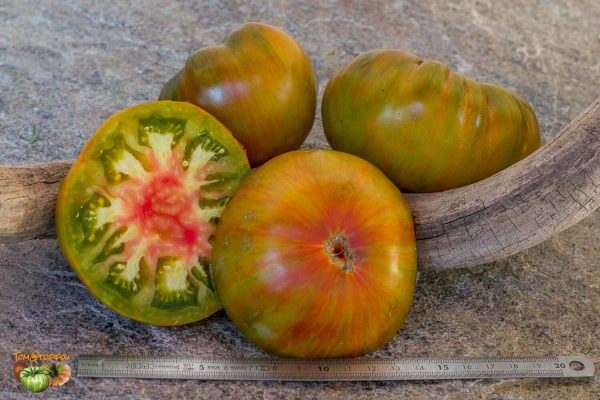 copia pomme f6