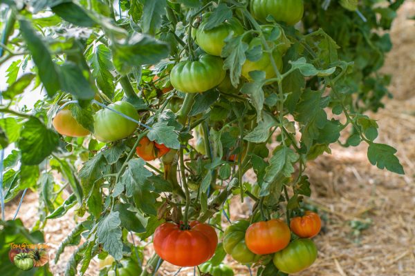 super marmande