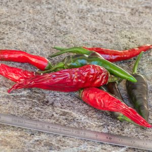 long purple cayenne