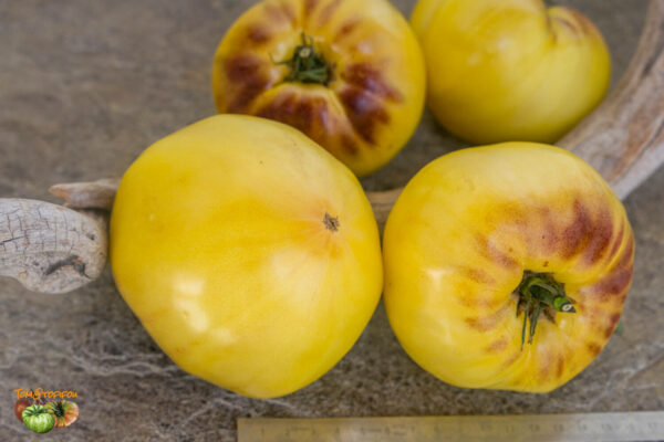 sgt. peppers yellow
