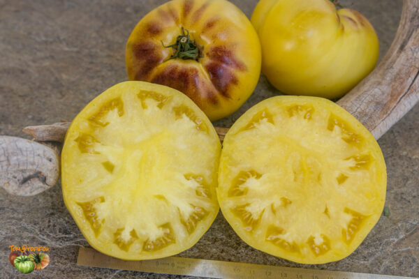 sgt. peppers yellow