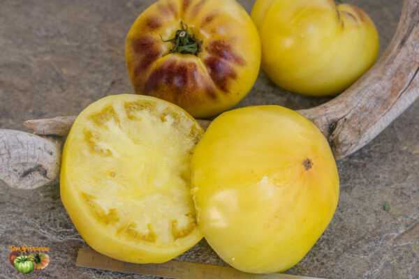 sgt. peppers yellow