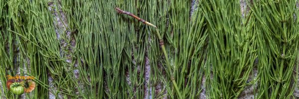 Horsetail
