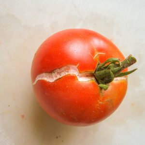 mashenka