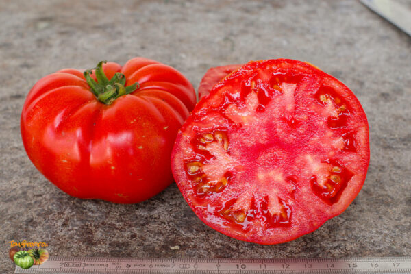 CANABEC ROUGE