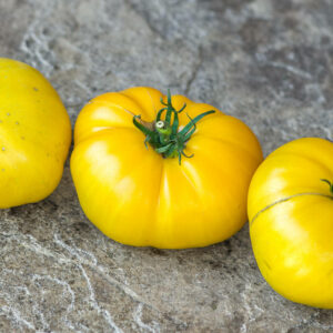 casey pure yellow