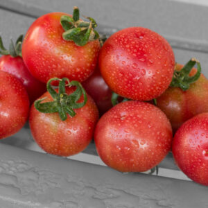 cherry brandywine