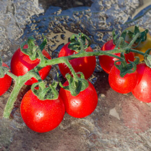 cherry chadwick