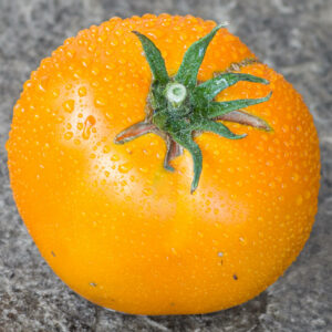 coastal pride orange