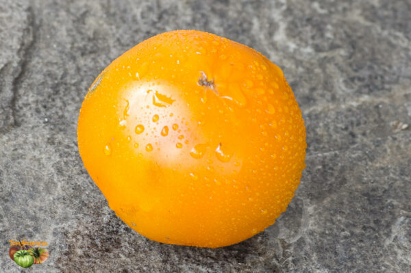 coastal pride orange