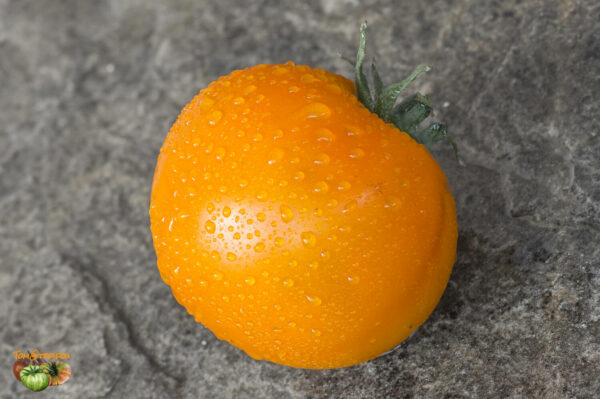 coastal pride orange