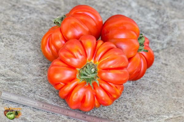 COSTOLUTO GENOVESE