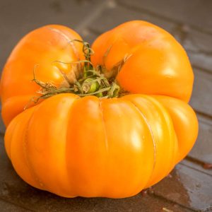DIXIE GOLDEN GIANT