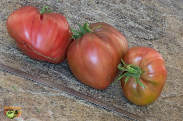 DWARF PINK PASSION - Image 5