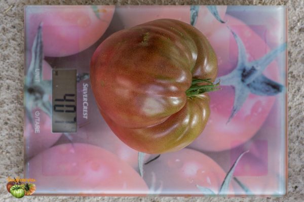 DWARF PINK PASSION - Image 6