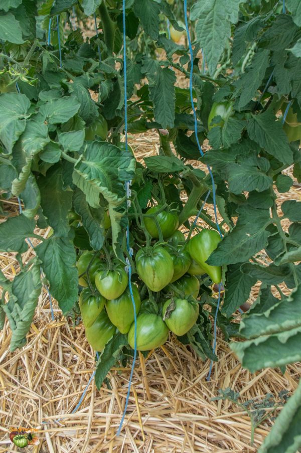 DWARF PINK PASSION - Image 9