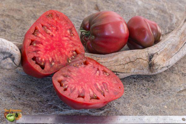 DWARF PINK PASSION - Image 3