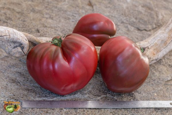 DWARF PINK PASSION - Image 2