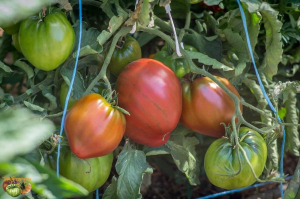 DWARF PINK PASSION - Image 8