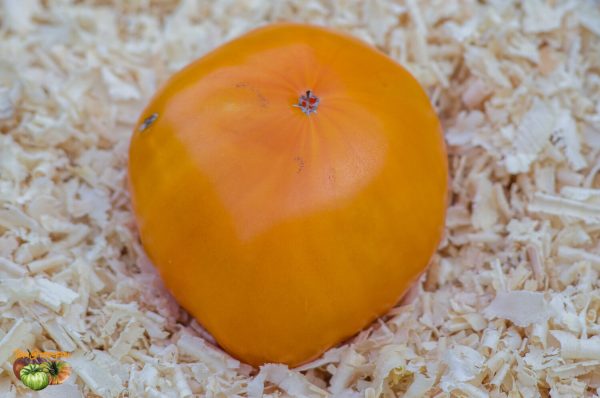 lemon giant