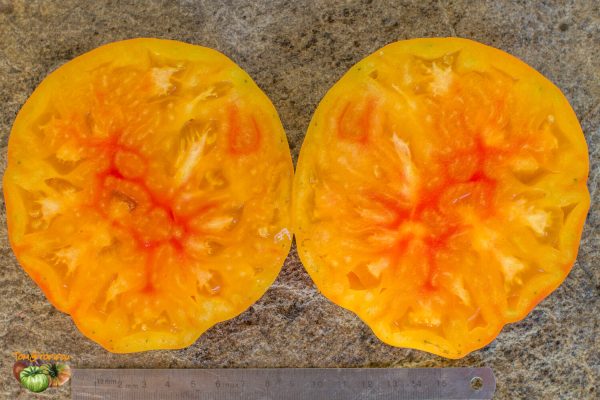 GRANDMA VINEY'S YELLOW AND PINK – Image 8