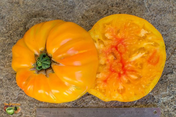 GRANDMA VINEY'S YELLOW AND PINK – Image 7