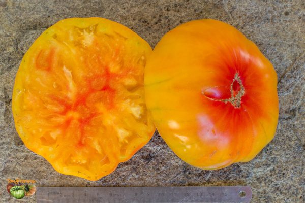 GRANDMA VINEY'S YELLOW AND PINK – Image 9