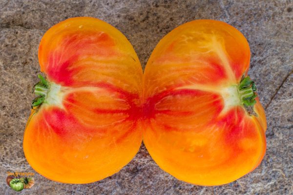 GRANDMA VINEY'S YELLOW AND PINK – Image 11