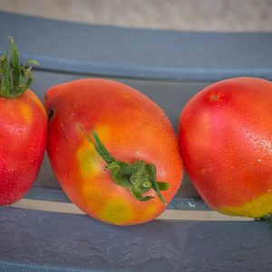 GRANDPA'S COK'S PLUM
